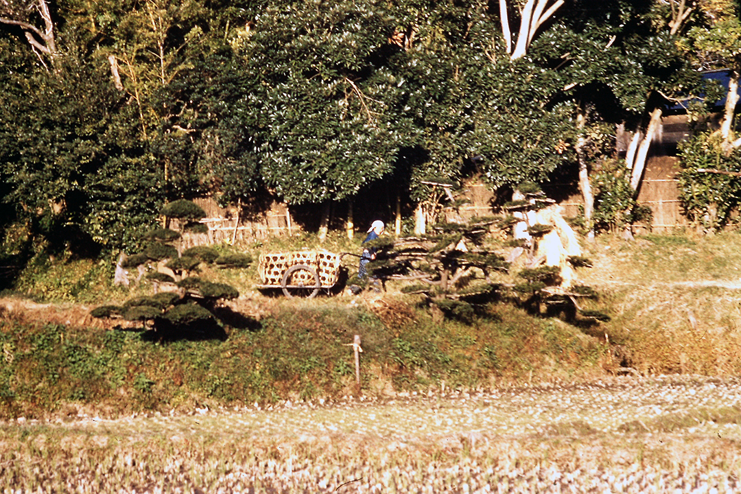 Japan 1954